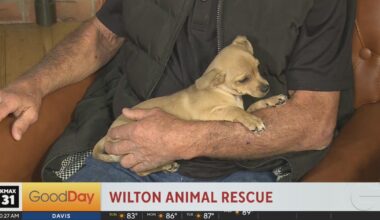 Attend the Wilton Crab Feed and help support the Wilton Animal Rescue!