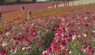Carlsbad Flower Fields bloom early in Southern California