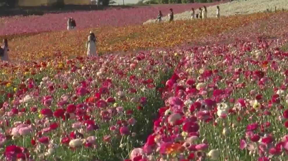 Carlsbad Flower Fields bloom early in Southern California