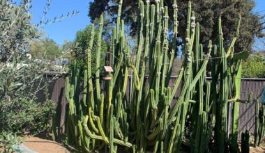 Warm March may signal toasty spring and summer in Fresno