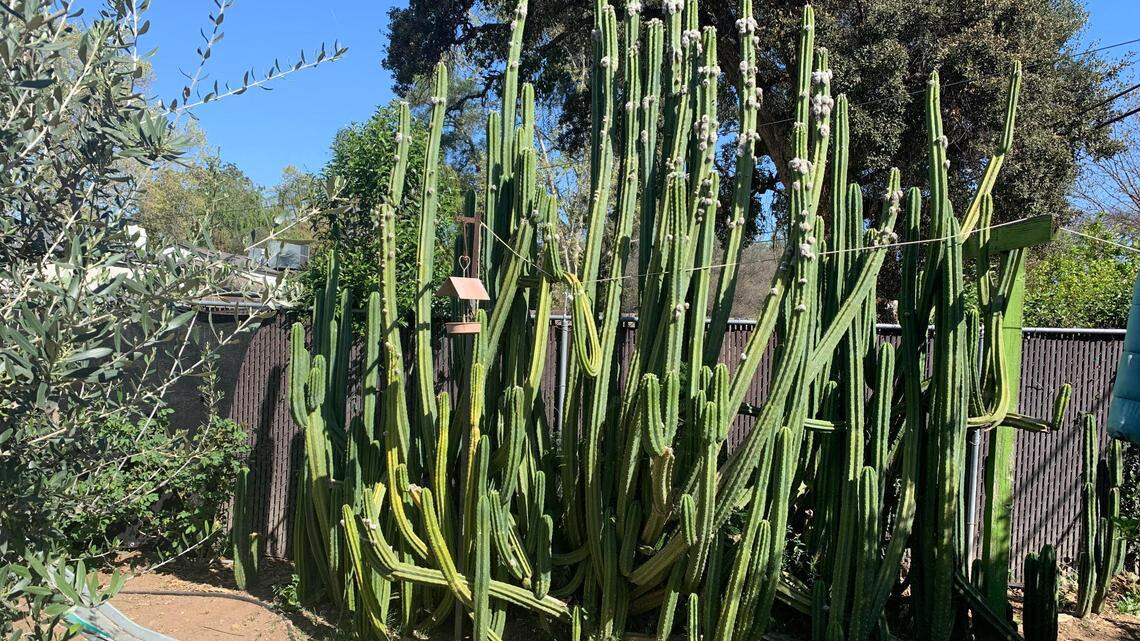 Warm March may signal toasty spring and summer in Fresno