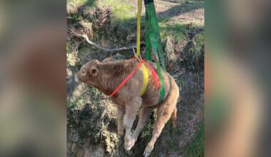 Calf rescued after fall into abandoned Calaveras County mine shaft