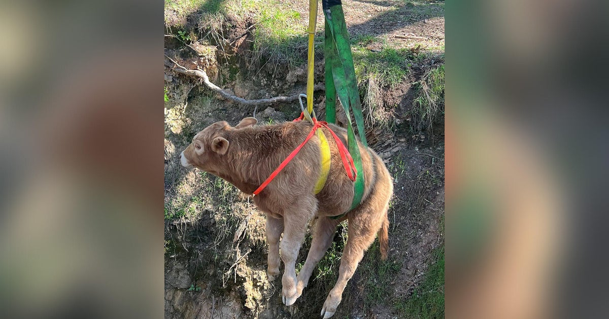 Calf rescued after fall into abandoned Calaveras County mine shaft