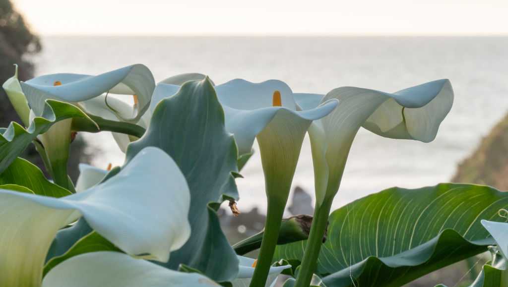 Viral Calla Lily Valley flowers cut down in California