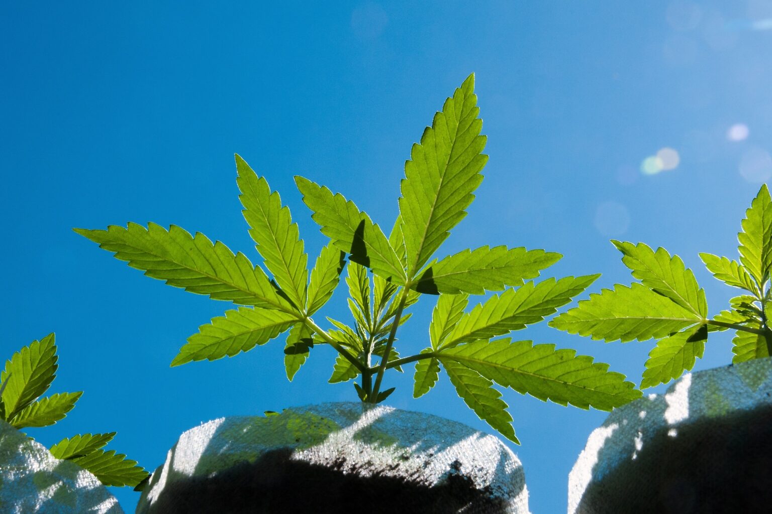 State grants $2.5M to support cannabis equity in Sacramento