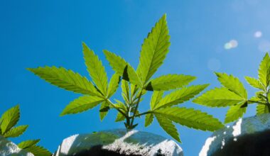 State grants $2.5M to support cannabis equity in Sacramento