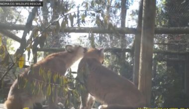 Injured LA County mountain lion cub finds a friend in Northern California