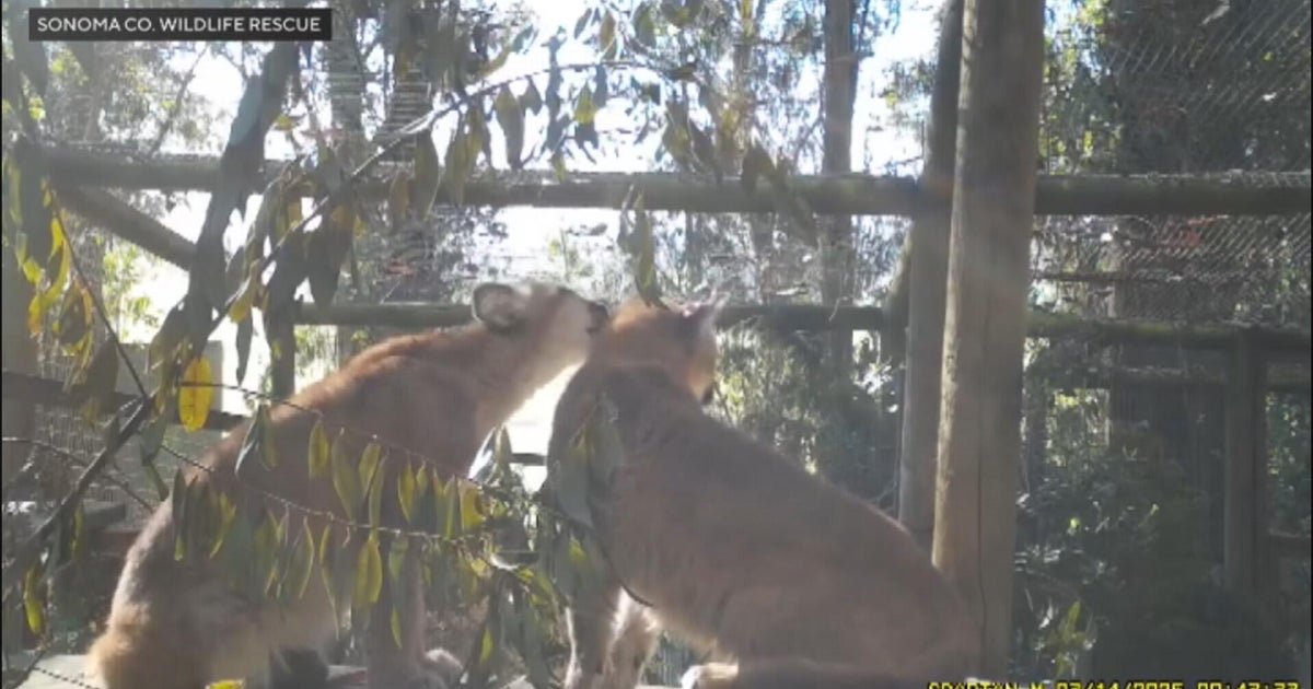 Injured LA County mountain lion cub finds a friend in Northern California