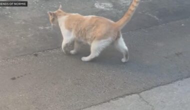 Cats shot with BB guns rescued by South Los Angeles volunteers