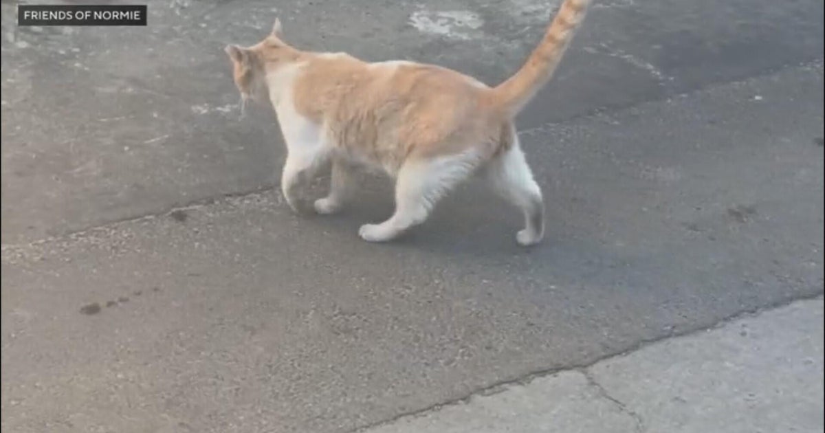 Cats shot with BB guns rescued by South Los Angeles volunteers
