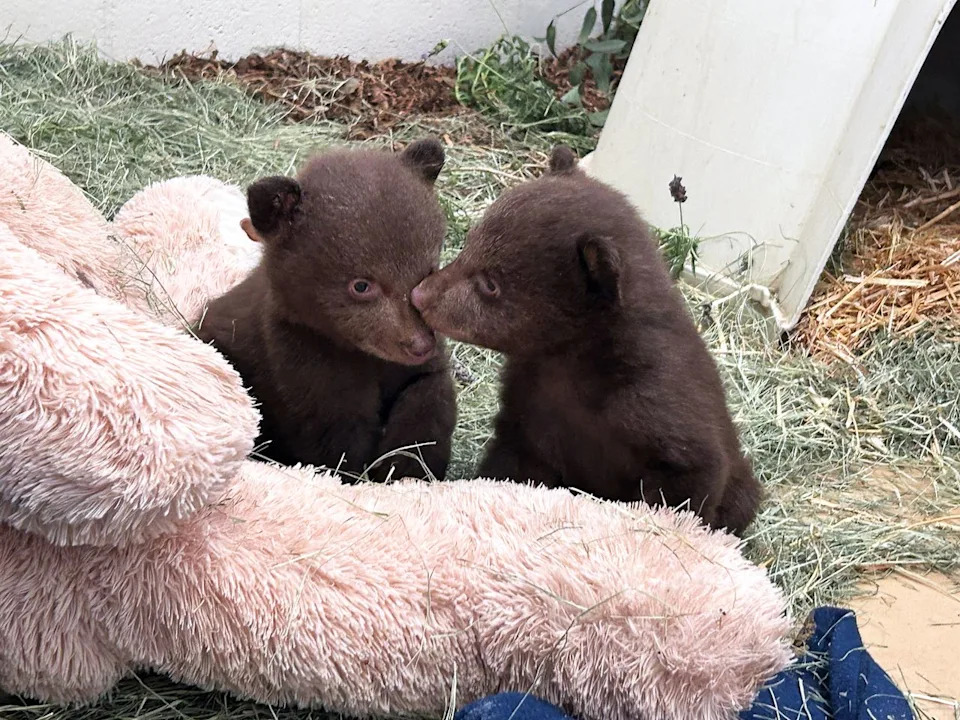 The twin bears in their new enclosure at the Ramona Wildlife CenterCredit: Courtesy San Diego Humane Society