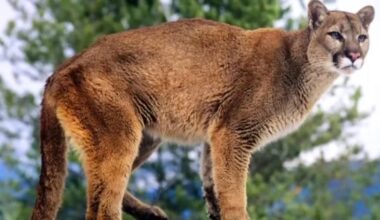 Mountain lion spotted in Oxnard tree, according to police