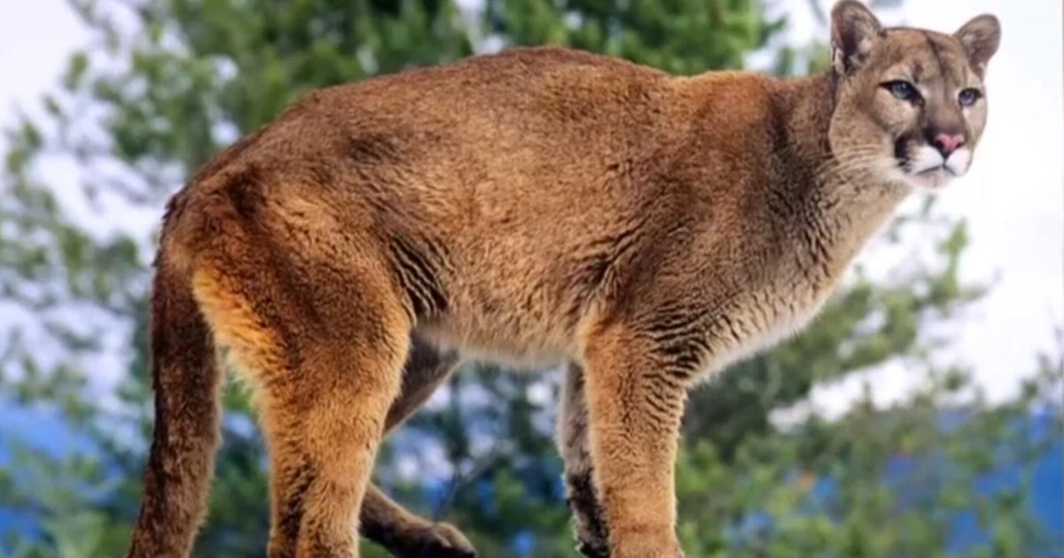 Mountain lion spotted in Oxnard tree, according to police