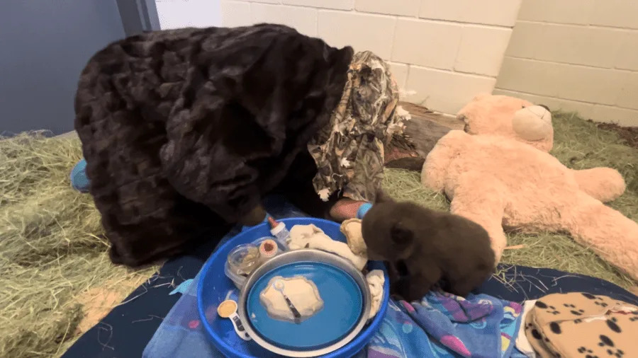 Bear cubs at wildlife facility in SoCal