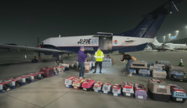 Chicago-area animal shelters to receive pets from overcrowded Los Angeles County facilities after large rescue operation