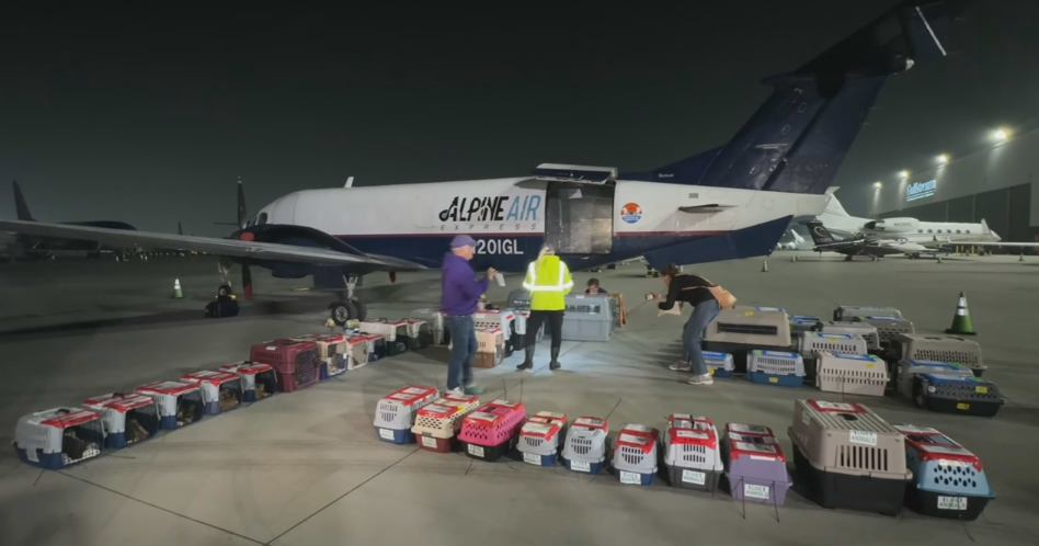 Chicago-area animal shelters to receive pets from overcrowded Los Angeles County facilities after large rescue operation