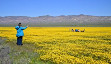 California's wildflower boom is inching closer to a superbloom — see the colors that are exlpoding in the desert