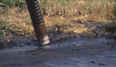 San Diego County reopens Dog Beach in Ocean Beach following sewage discharge