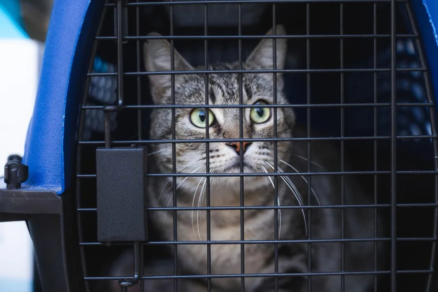 SDHS rescued 34 cats and kittens from a Northern California animal shelter on Wednesday. (San Diego Humane Society)