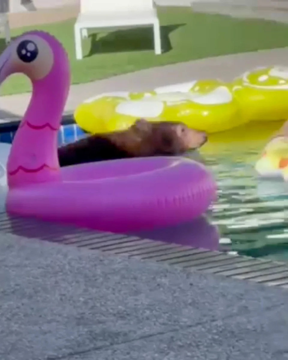 Screengrab of bear in a pool (Courtesy Ricardo Martinez)