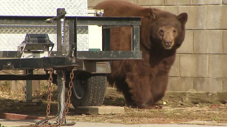 Mama black bear euthanized