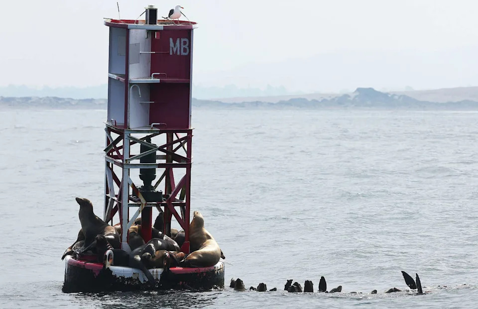 FILE - Sea lions rest on a buoy as others swim nearby in Morro Bay. (Mario Tama/Getty Images)