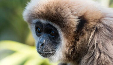Sacramento Zoo's Beloved 54-Year-Old Gibbon Dies Weeks After the Death of His Daughter