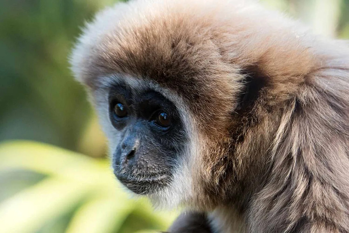 Sacramento Zoo's Beloved 54-Year-Old Gibbon Dies Weeks After the Death of His Daughter