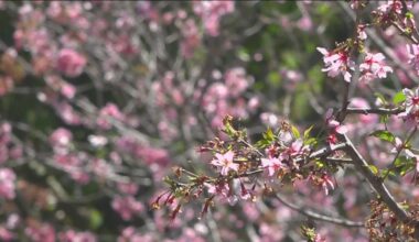 Cherry Blossom Festival kicks off at Balboa Park's Japanese Friendship Garden