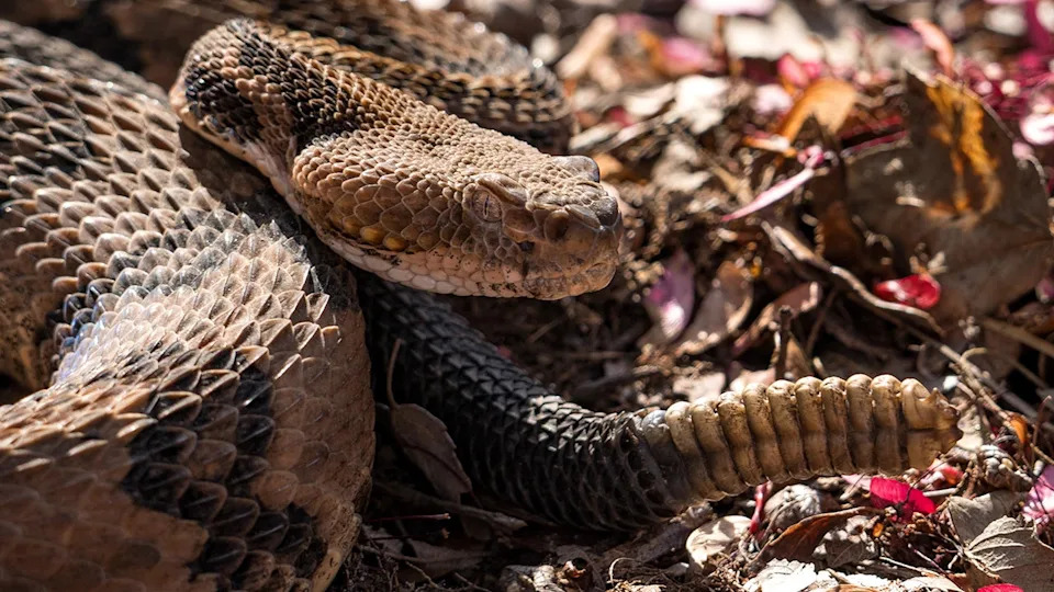 Timber rattlesnake in the wild