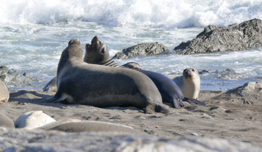 Avian Flu Reaches New Northern California Beach, Threatening Marine Life