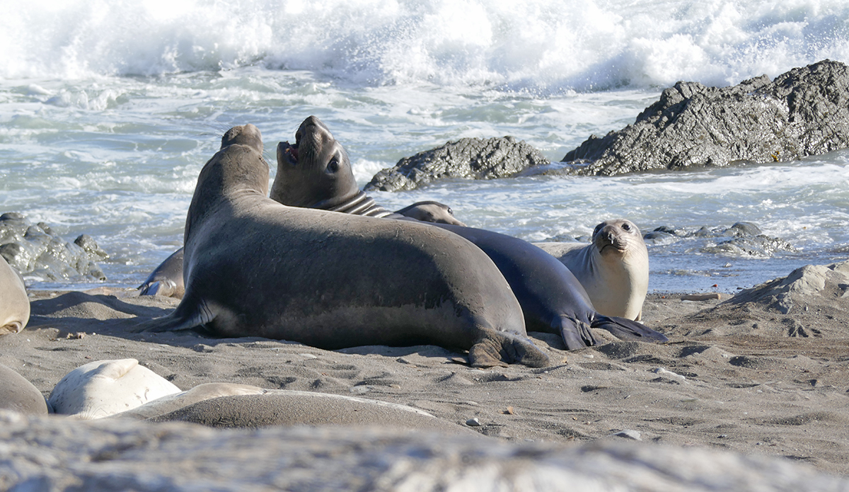 Avian Flu Reaches New Northern California Beach, Threatening Marine Life