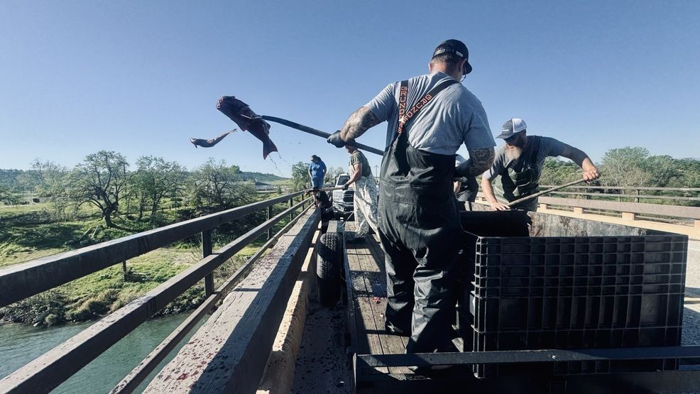 Crews toss dead salmon from the Coleman National Fish Hatchery into the Sacramento River near Jellys Ferry Bridge in Tehama County, Calif., on Wednesday, March 18, 2026, to help replenish nutrients in the water. (KRCR Chief Photographer Adam McAllister)