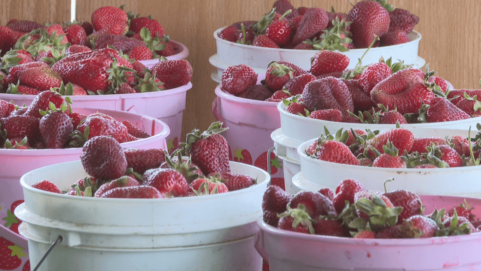 Sunshine's Farm owner Kevin Yang said customers come for both the experience and the taste (PHOTOJOURNALIST JOHN DWELLE).{p}{/p}