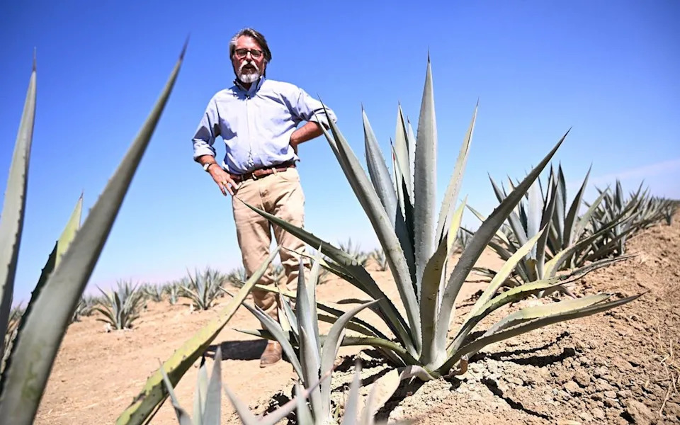 Stuart Woollf of Woolf Farming shows off some of the agave plants the company has planted near Huron. Photographed Monday, Aug. 12, 2024.