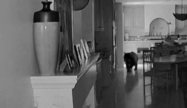 California wildlife expert shares black bear safety tips