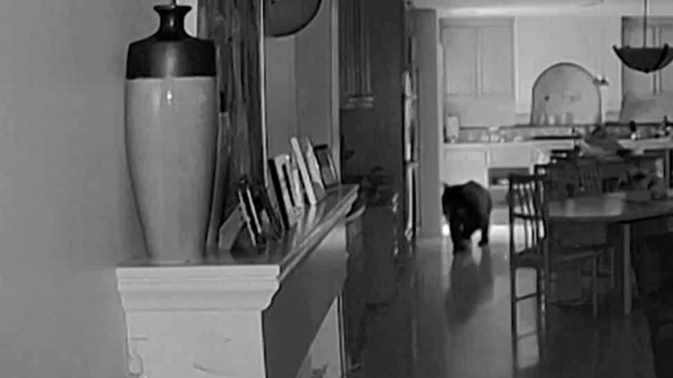 California wildlife expert shares black bear safety tips