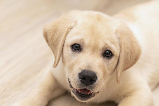 Golden retrievers are among the most registered dogs in California, the American Kennel Club says. 
