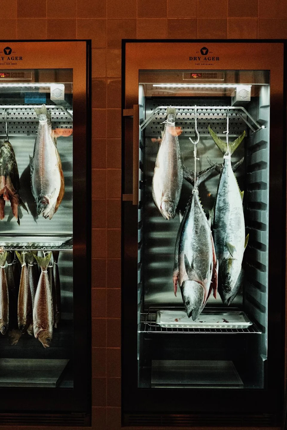 A number of whole fish hang from their tails in the dry-aging fish refrigerators of Little Fish in Melrose Hill.