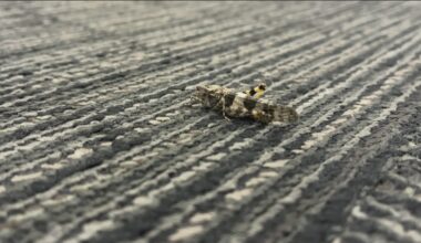 Grasshoppers are appearing earlier than usual in San Diego. Here's why