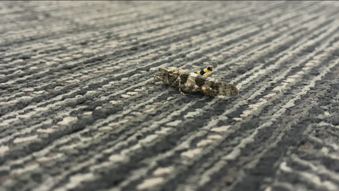 Grasshoppers are appearing earlier than usual in San Diego. Here's why