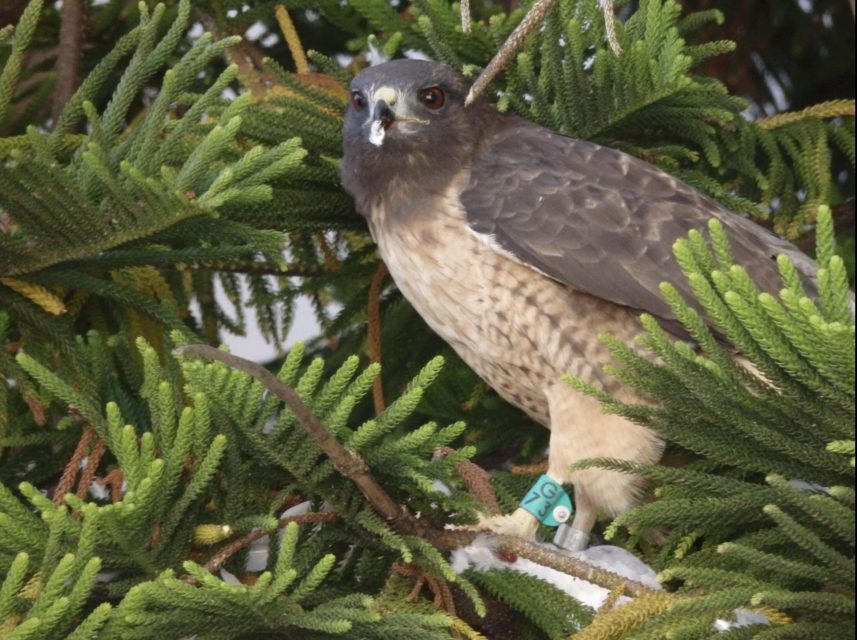 A brown and tan bird of prey with leg bands is perched among dense green branches, looking toward the camera.