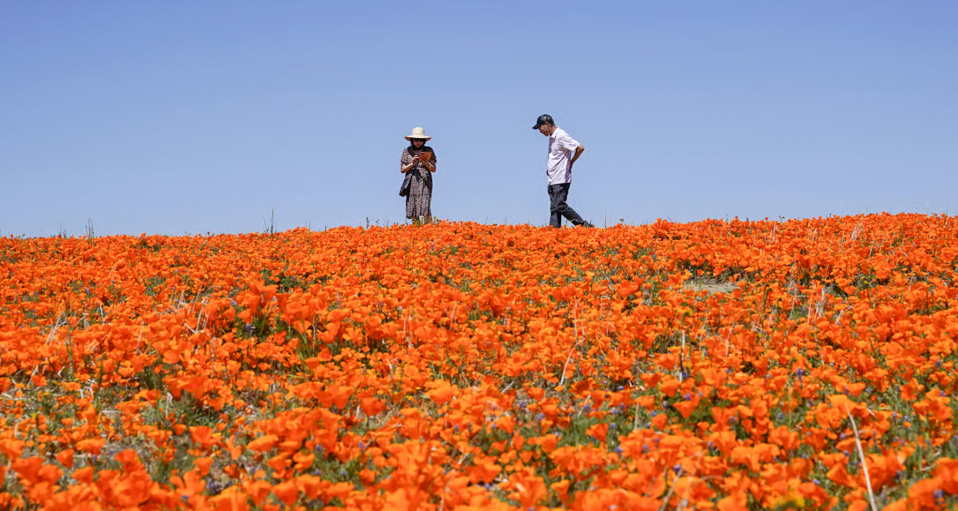 Spring wildflowers arrive early across Northern California