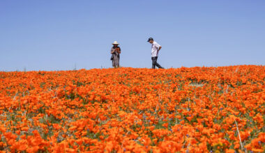 Spring wildflowers arrive early across Northern California