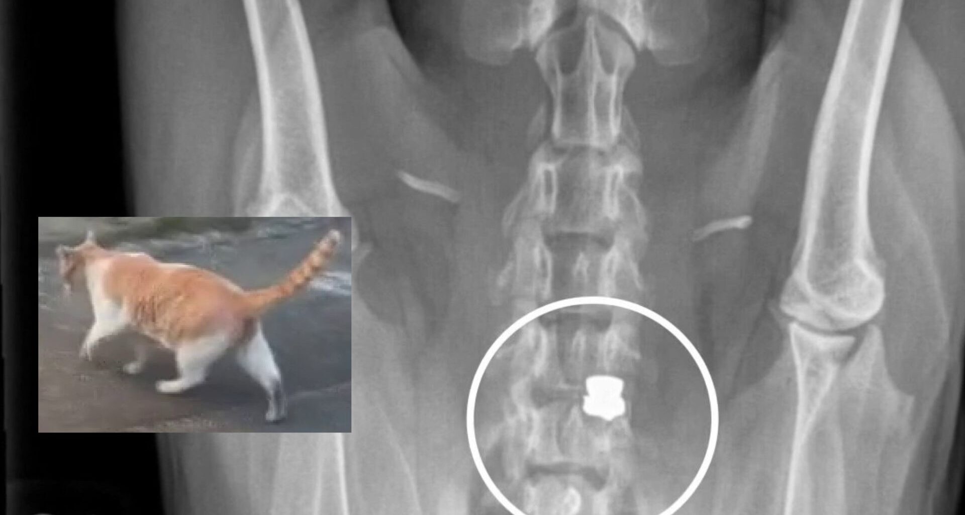 Animal advocates raise alarm over abuse cases involving dogs, cats in South Los Angeles