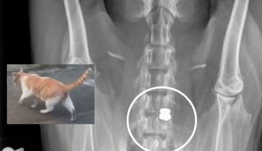 Animal advocates raise alarm over abuse cases involving dogs, cats in South Los Angeles