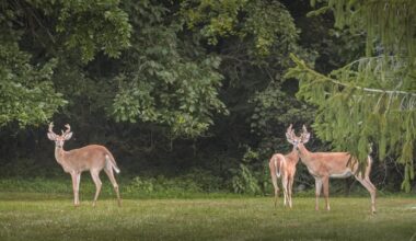 Deer cull pulls 70 animals out of Oakland County, venison donated to food banks