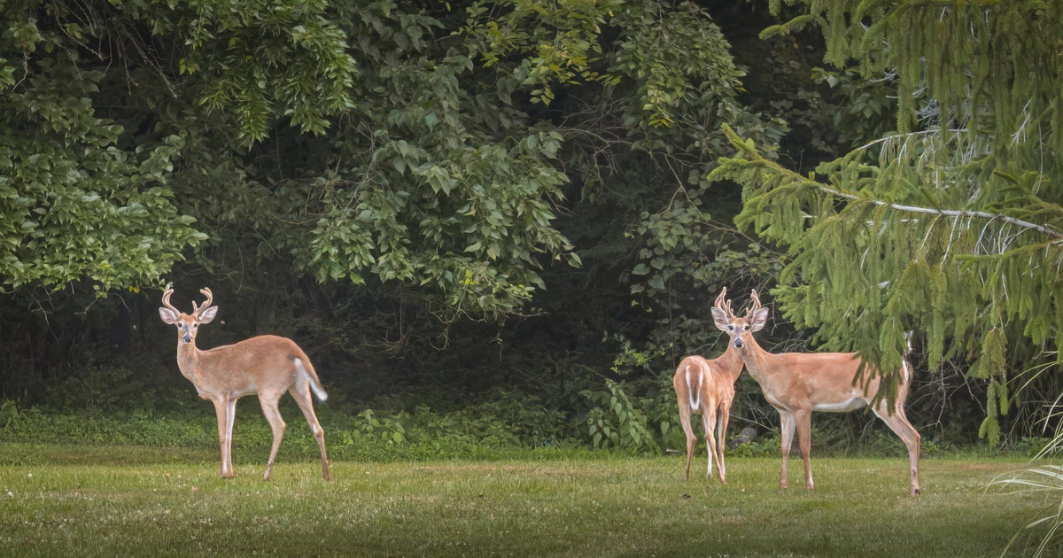 Deer cull pulls 70 animals out of Oakland County, venison donated to food banks