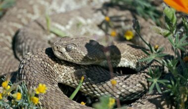 U.S. Forest Service issues Southern California rattlesnake warning after two deadly bites