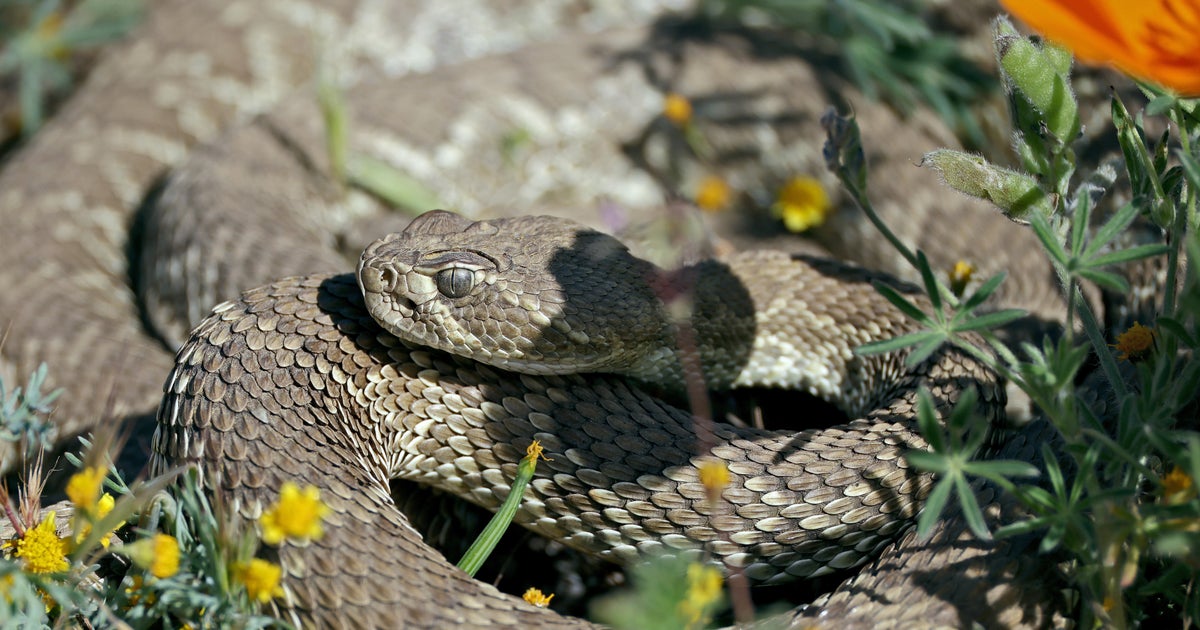 U.S. Forest Service issues Southern California rattlesnake warning after two deadly bites